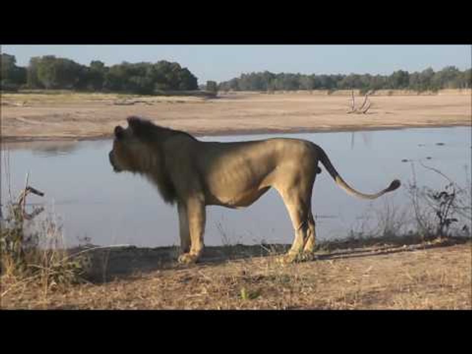 Battle of Roars Between Lion Prides in Zambia