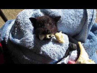 Miss Alicia the Bat Goes Bananas