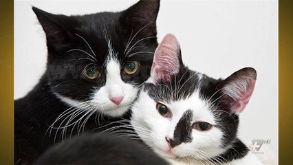 Next - Science - Pse disa njerez jane alegjike ndaj maceve? - 20 Mars 2017 - Show - Vizion Plus