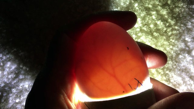 Day 12 Khaki Campbell Duck Egg Candling Close-Up - it's moving inside!