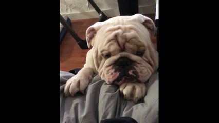 Ce bulldog supplie son maitre de le laisser monter sur le lit de manière adorable