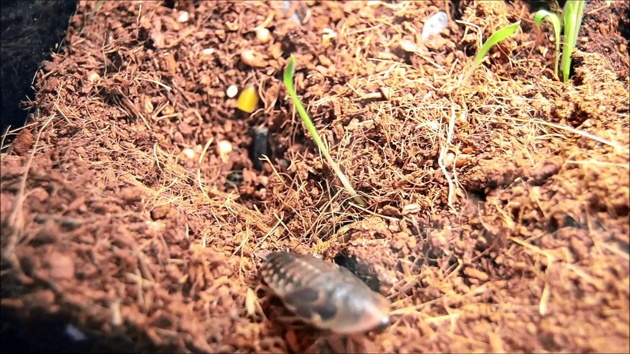 Isnt A Legless Lizard Just A Snake