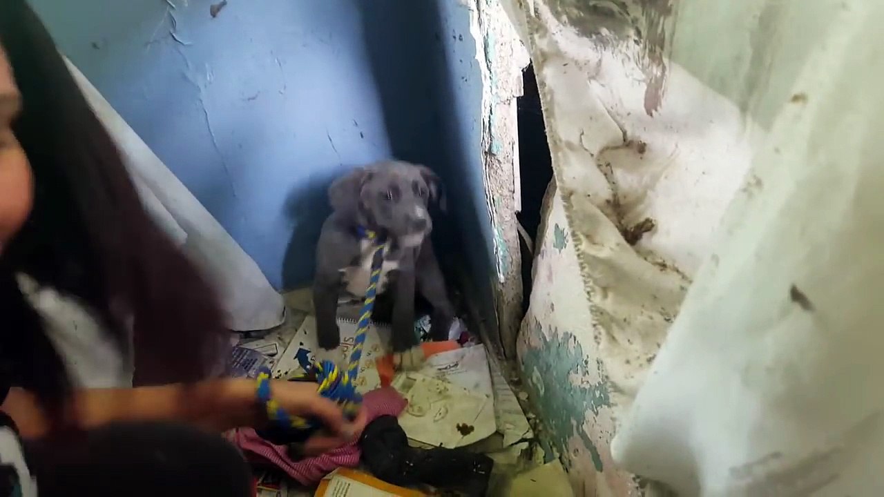 Sauvetage d'une famille de pitbull une maison abandonnée et en ruines