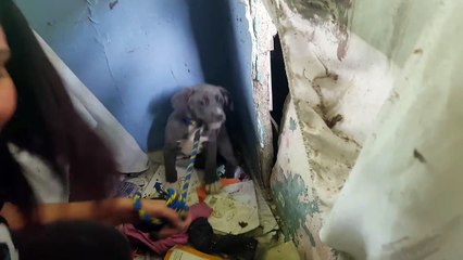 Sauvetage d'une famille de pitbull une maison abandonnée et en ruines