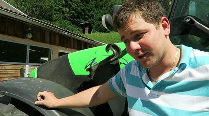 Une génisse attaquée par des vautours dans les Aravis