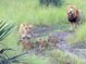 Des lionceaux font de leur mieux pour produire des rugissements comme leur papa !!