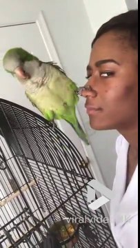 Ce perroquet s'accroche au nez de cette femme ! L'amour...