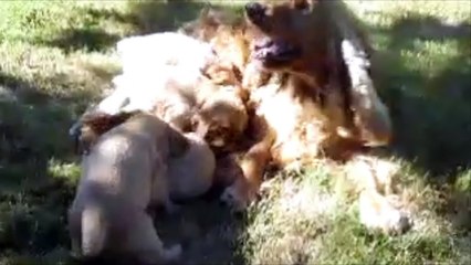 Les calins de maman