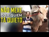 NÃO MEXE COM QUEM TÁ QUIETO - Especial animais -- Radicalife!