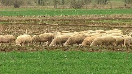 Сертификат по англиски ја одложи исплатата на субвенциите