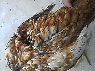 Aseel pure Pakistani blood line home breed..By Taimoor...