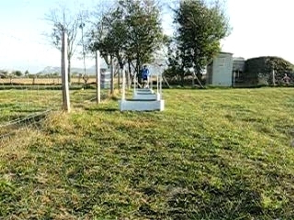 Buck & le Flyball