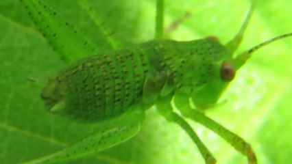 SNEAKY GRASSHOPPER THINKS HE IS INVISIBLE