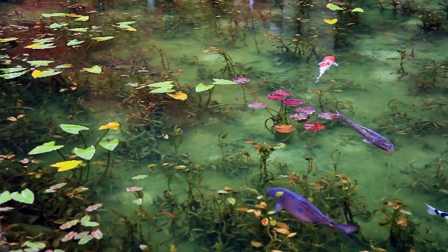 Pond in the Japanese Garden