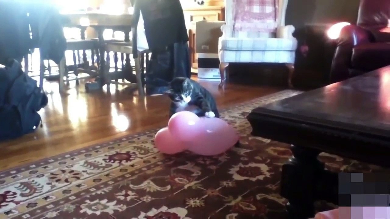 GATOS MAIS LOUCOS E ENGRAÇADOS DO MUNDO