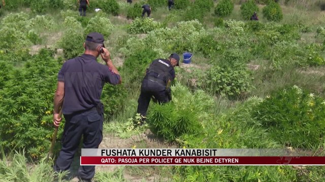 Fushata kundër kanabisit - News, Lajme - Vizion Plus