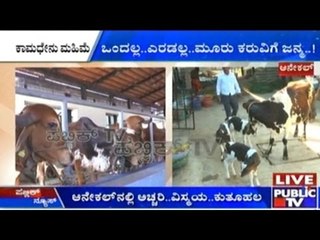 For The First Time A Cow Gave Birth To 3 Calves