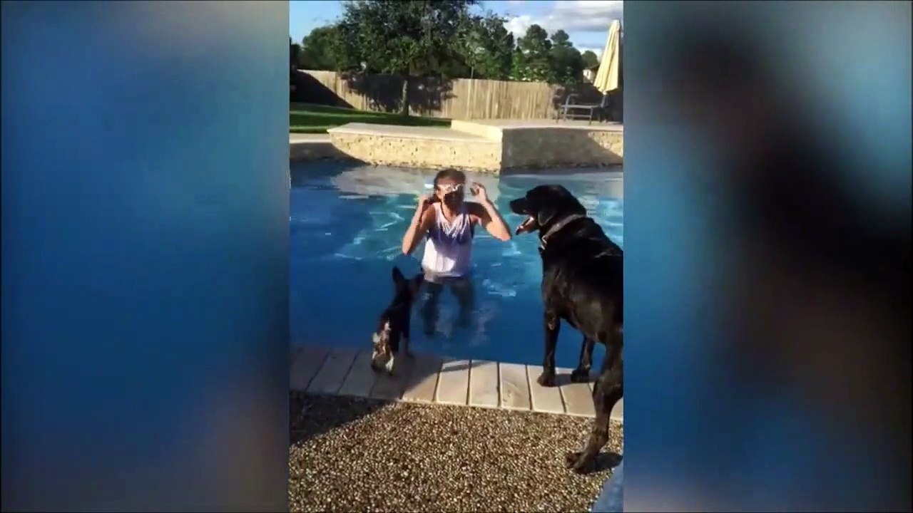 Quand un petit chien fait du surf sur le dos d'un autre chien