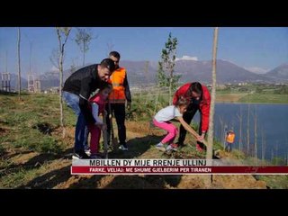 Mbillen dy mijë rrënje ullinj - News, Lajme - Vizion Plus