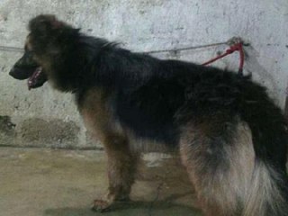 Sokak Köpeklerini Boyayıp Satan Dolandırıcı Tutuklandı