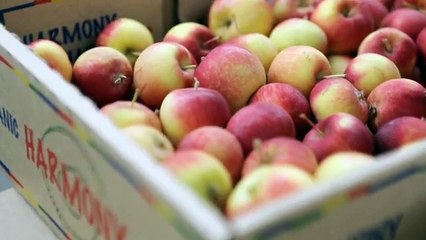 Season’s Greetings! Red Chicory ¦ Market Review_sd_STREAM