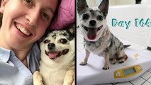 One Dog's Fitness Journey To Losing Weight