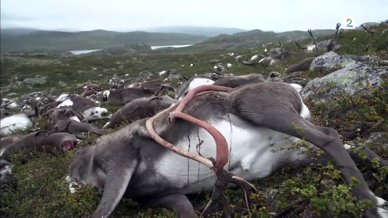 نفوق أكثر من 300 من غزلان الرنة جراء صاعقة برق فى النرويج