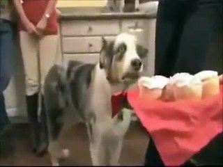 Animals are stupid #15
