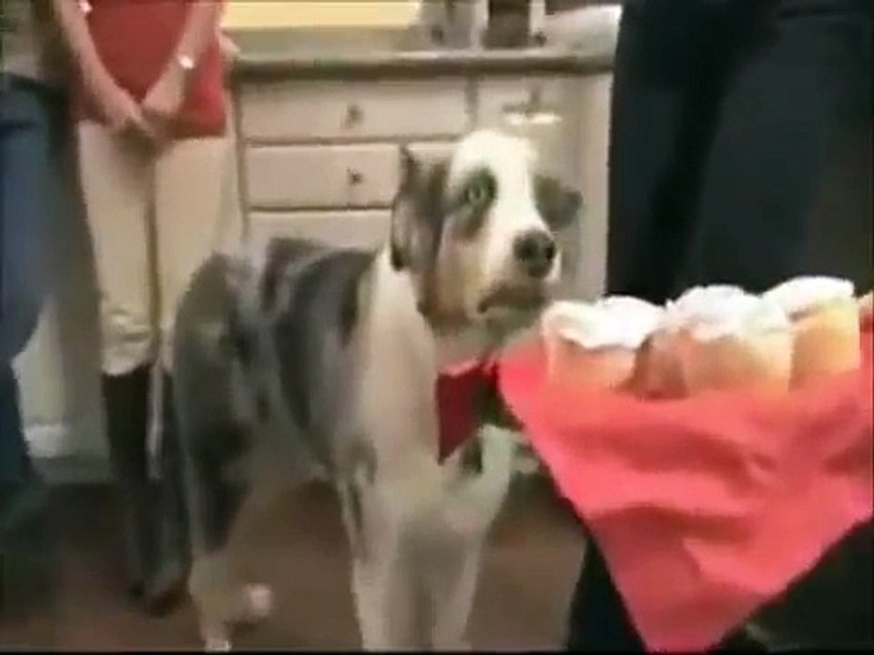 Animals are stupid #15