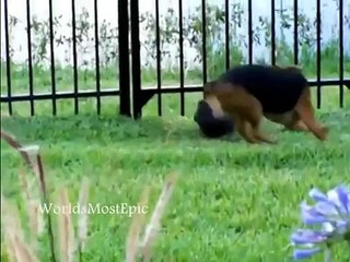 Animals are stupid #18