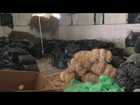 10 tonë hashash në Përmet - Top Channel Albania - News - Lajme