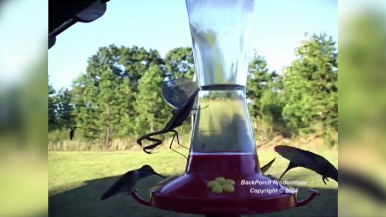 La mante religieuse dévore aussi des oiseaux