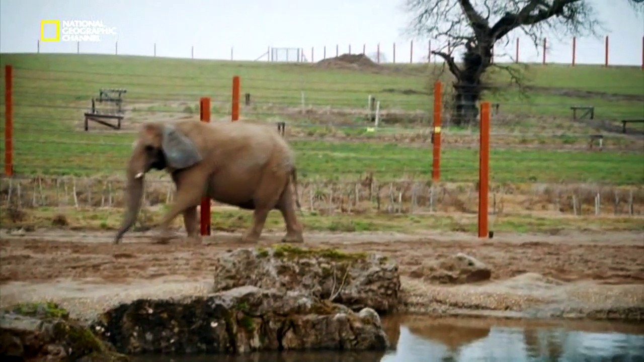 Plupart grands animaux préhistoriques géants disparus