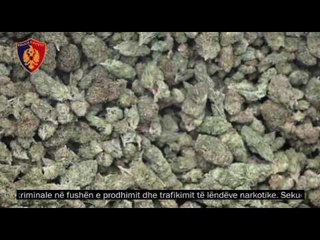 Operacion ndërkombëtar antidrogë, arrestohen 21 shqiptarë dhe 1 grek