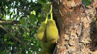Jackfruits- A Fruit of Southeast Asia in 4k ultra HD