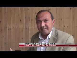 Rruga e Arbrit, ekspertët: Investim pa leverdi për ekonominë - News, Lajme - Vizion Plus