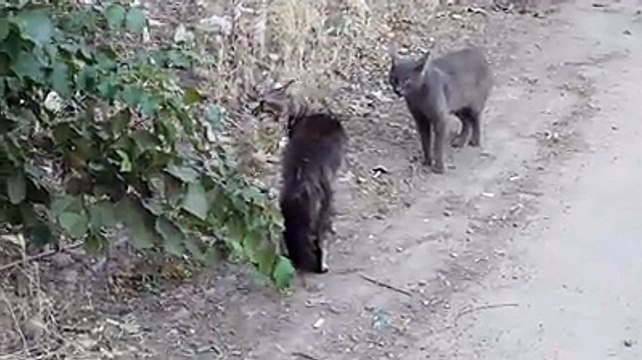 Two cats on the street are trying to prove something to each other