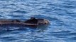 Swimming Bear Surprises Whale-Watching Tour in British Columbia