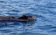 Swimming Bear Surprises Whale-Watching Tour in British Columbia