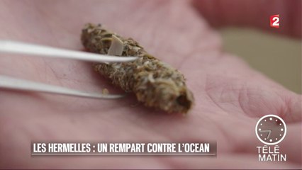 Sciences - Les hermelles pour sauver les côtes