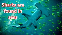Acuario para Niños oceano animales Mar animales