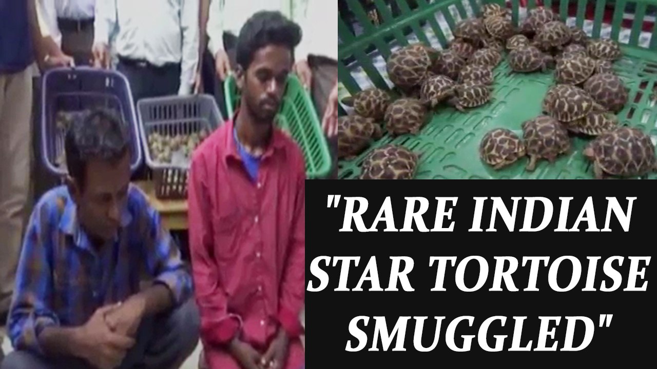 Tortoise smuggling : 2 held for smuggling 200 rare star tortoise | Oneindia News