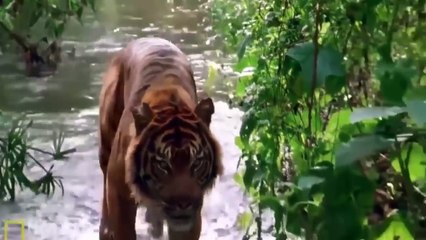 Loài KHỈ ĐỎ Rừng Mưa Nhiệt Đới Châu Á - Thuyết minh