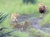 Ces bébés lions adorables essaient de rugir comme papa