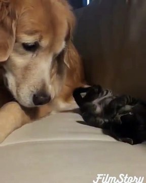 Ce chien et ce chat sont meilleurs potes... Tellement adorable