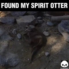 Cette loutre est tellement adorable quand elle danse