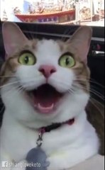 Le miaulement de chat le plus long du monde... ahaha