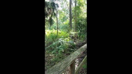 Des singes s'en prennent à une famille et l'attaquent dans un parc animalier en floride