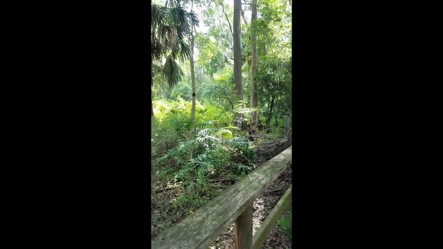 Des singes s'en prennent à une famille et l'attaquent dans un parc animalier en floride