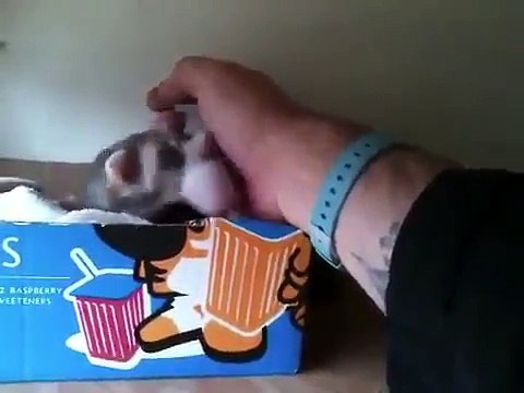 Cette maman furet demande des caresses pour ses petits... Adorable
